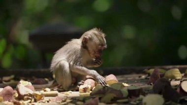 Daldaki şirin maymun portresi kameraya bakıyor. Tatlı maymun yavrusu yağmur ormanlarında liana 'da sallanan meyveleri yiyor. Egzotik ormanda vahşi yaşamın komik bir sahnesi..