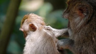 Daldaki şirin maymun portresi kameraya bakıyor. Tatlı maymun yavrusu yağmur ormanlarında liana 'da sallanan meyveleri yiyor. Egzotik ormanda vahşi yaşamın komik bir sahnesi..