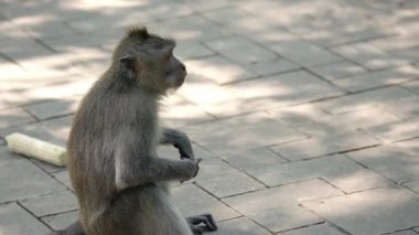 Daldaki şirin maymun portresi kameraya bakıyor. Tatlı maymun yavrusu yağmur ormanlarında liana 'da sallanan meyveleri yiyor. Egzotik ormanda vahşi yaşamın komik bir sahnesi..