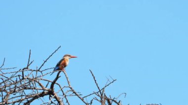Yaygın Kingfisher, ya da mavi Kingfisher lat. Alcedo burada, bir serçeden biraz daha büyük. Balıkçılar yuva yapmak için dik kıyıları seçer ve civcivlerini yumurtadan çıkardıkları yerde bir çukur kazarlar..