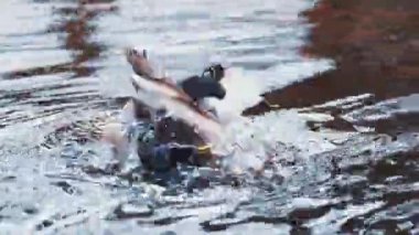 Yaban ördeği Anas platyrhynchos bir amatör ördektir. Mallard ördeği buzun kenarında duruyor. Kış. Ördekler kışın donmuş gölde buzda yürür..