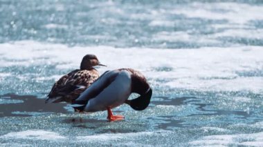 Yaban ördeği Anas platyrhynchos bir amatör ördektir. Mallard ördeği buzun kenarında duruyor. Kış. Ördekler kışın donmuş gölde buzda yürür..