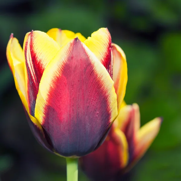 Mooie rode tulpen close-up — Stockfoto