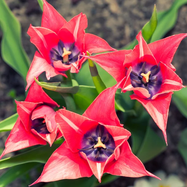 Roze tulpen bovenaanzicht — Stockfoto