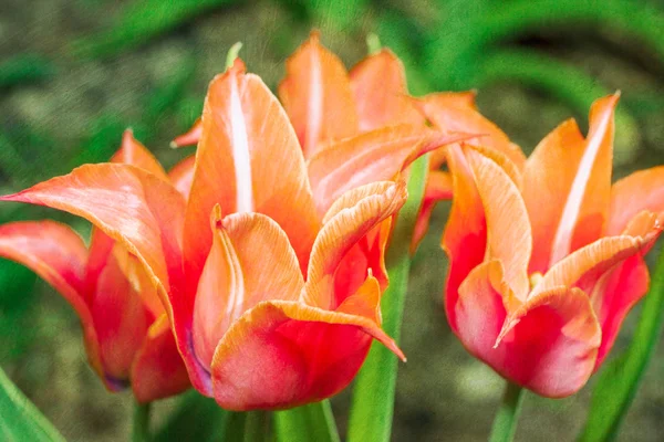 Mooi boeket van rode tulpen — Stockfoto