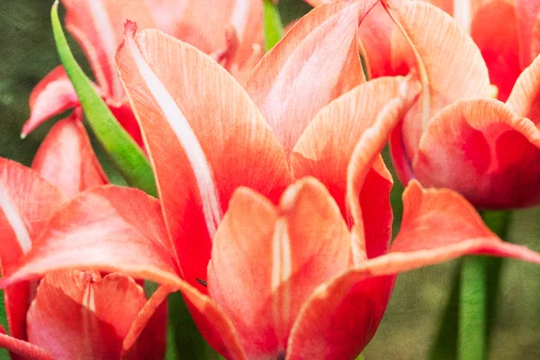 güzel kırmızı lale