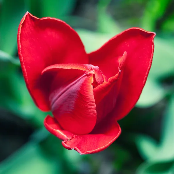 kırmızı lale makro