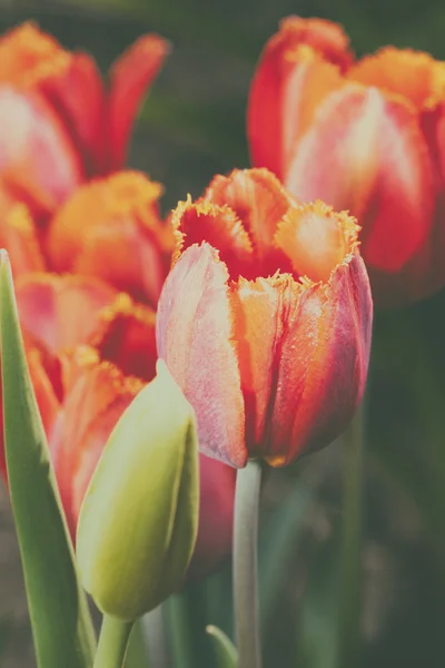 Mooie roze tulpen — Stockfoto