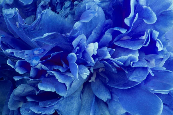 Derin mavi Şakayık arka plan