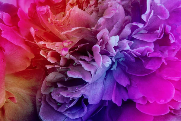 Gökkuşağı Şakayık arka plan