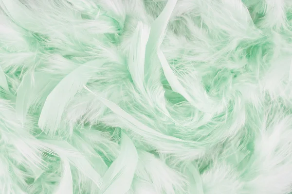 Yeşil tüyleri arka plan