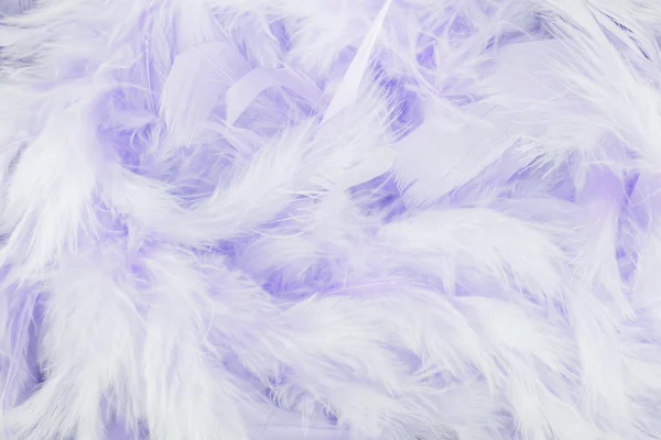 紫色羽毛背景 — 图库照片