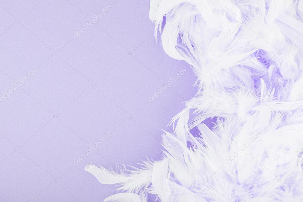 Purple feathers background