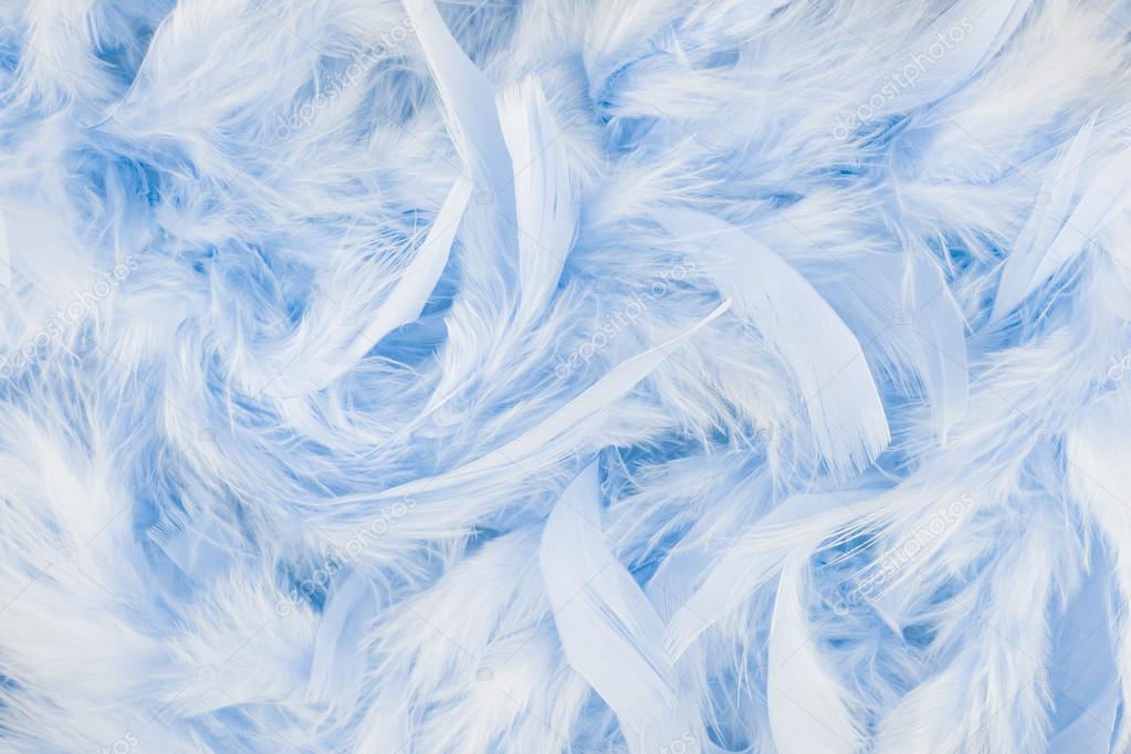 Light blue feathers background Stock Photo by ©lanalight 100443352