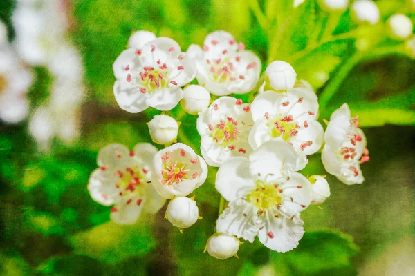 Kartpostal stili arka plan beyaz çiçekli