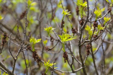 Genç bahar yapraklar
