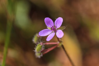 Küçük kır çiçeği