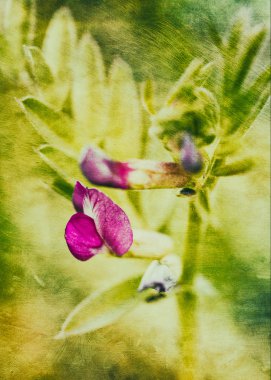 Kartpostal stili arka plan Mor kır çiçeği ile