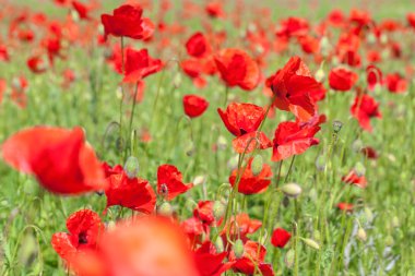 güzel haşhaş çayır