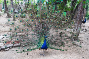 Büyük güzel tavuskuşu