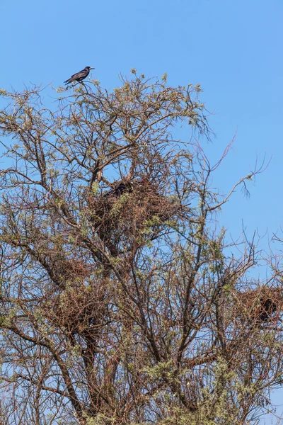 Corvo su un albero — Foto Stock