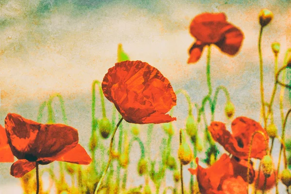 çayır üzerinde haşhaş