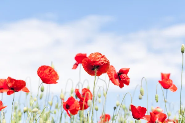 Haşhaş mavi gökyüzü karşı