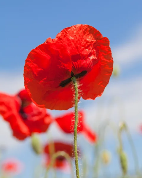 Büyük güzel köpek yavrusu