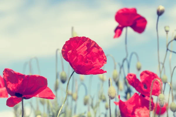 Amapolas en el prado — Foto de Stock