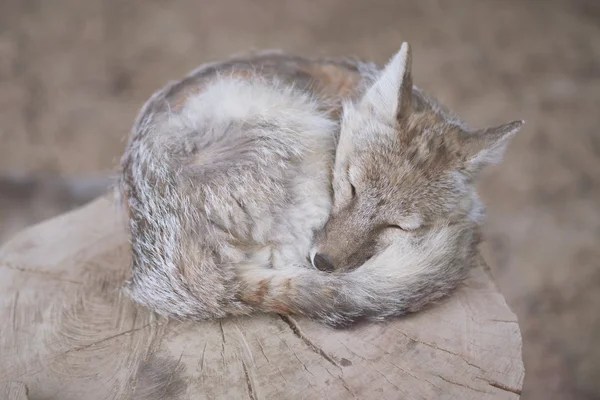 Sevimli küçük tilki