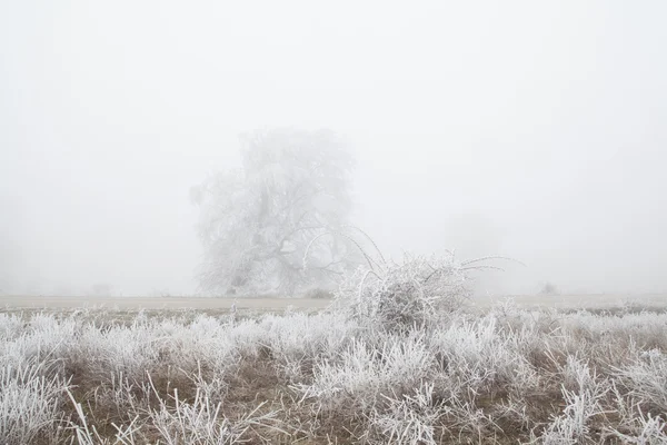 Frozen tree in mist — Stock Photo, Image