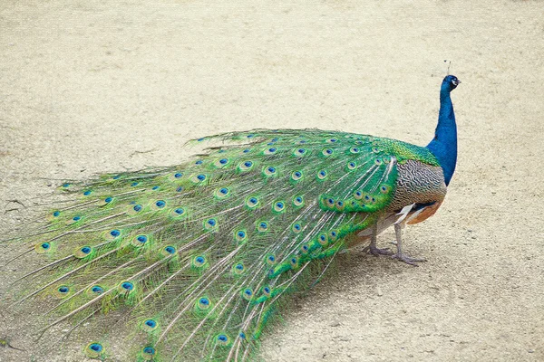 Stor vacker påfågel Royaltyfria Stockbilder