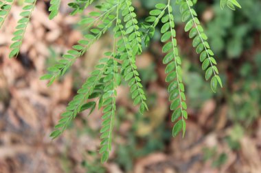 Yaprakları ile şube
