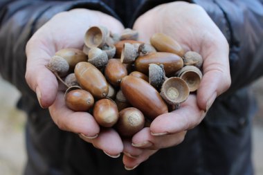 Meşe palamudu eller içinde