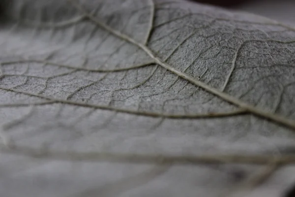 Feuille sec. Feuille sèche d'automne grise — Photo