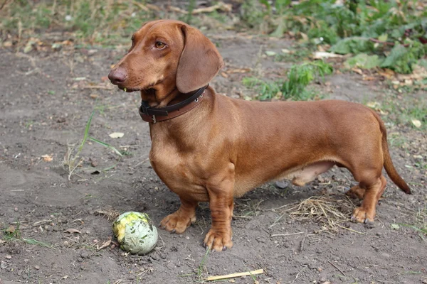 Dachshund.Dog tacskó barna színű — Stock Fotó