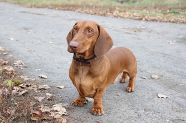 Dachshund.The köpek doğurmak dachshund.