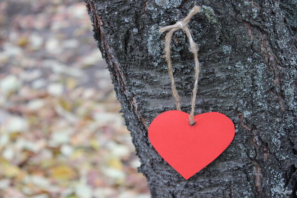Coeur en papier rouge sur l'arbre — Photo