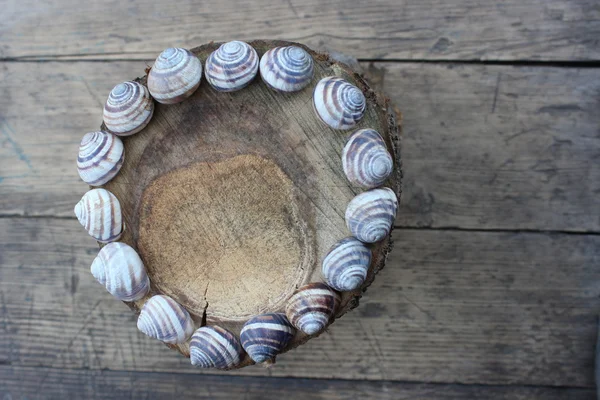 Рамка из раковин улиток на деревянных досках — стоковое фото