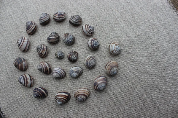 Las conchas de caracoles en un paño de lino —  Fotos de Stock