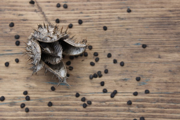 Семена сухого цветка
