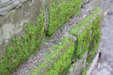 tuğla duvar yeşil yosun