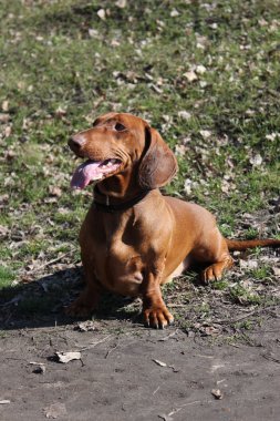 köpek doğurmak dachshund