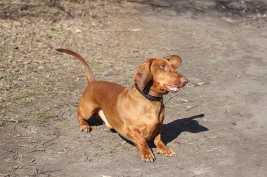 köpek doğurmak dachshund