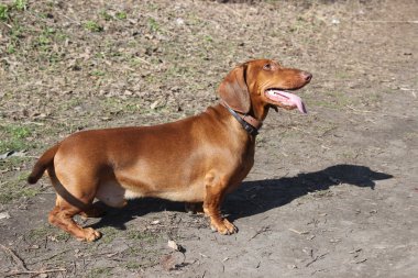 köpek doğurmak dachshund