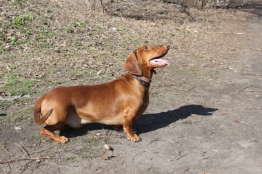 köpek doğurmak dachshund