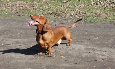 köpek doğurmak dachshund