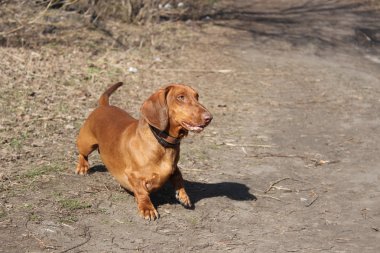 köpek doğurmak dachshund