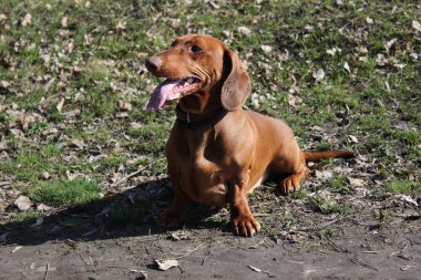 köpek doğurmak dachshund