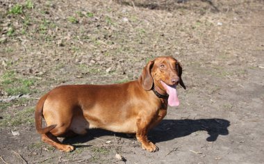 köpek doğurmak dachshund